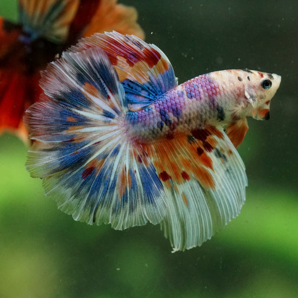 Galaxy/Candy Koi Halfmoon - 14 weeks old