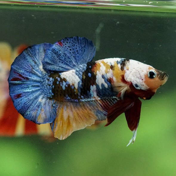 Multicolor/Galaxy Koi Plakat -16 weeks Old