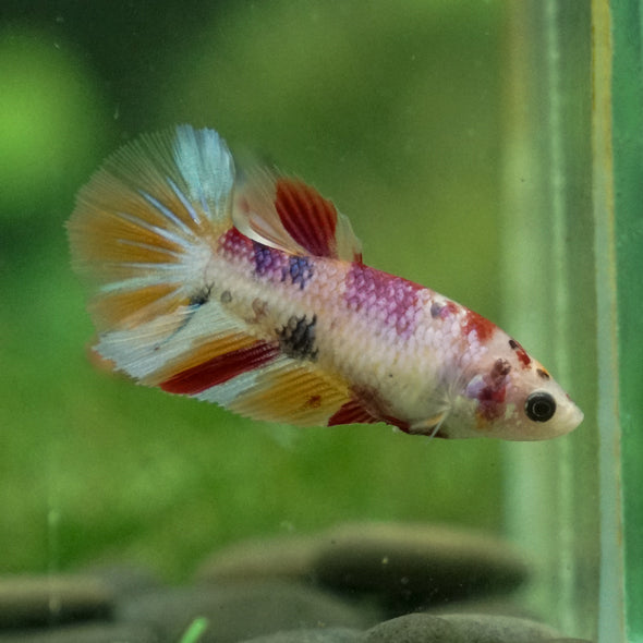 Multicolor/ Galaxy Koi Halfmoon - Female- 13 Weeks Old