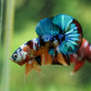 Multicolor/Galaxy Koi Plakat -16 weeks Old