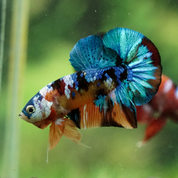 Multicolor/Galaxy Koi Plakat -16 weeks Old