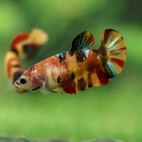 Multicolor/ Galaxy Koi Plakat- Female- 13 Weeks Old