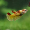 Multicolor/ Galaxy Koi Plakat - Female- 13 Weeks Old