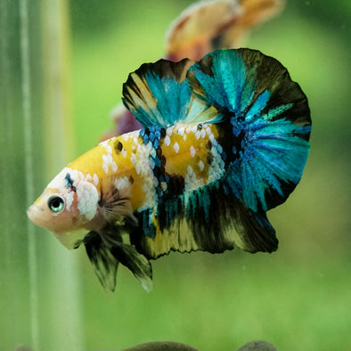 Multicolor/Galaxy Koi Plakat -15 weeks Old