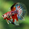 Galaxy/Candy Koi Halfmoon - 11 weeks old