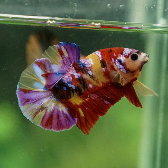 Multicolor/Galaxy Koi Plakat -13 weeks Old