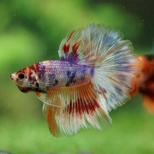 Galaxy/Candy Koi Halfmoon - 14 weeks old