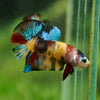 Multicolor/Galaxy Koi Plakat -16 weeks Old