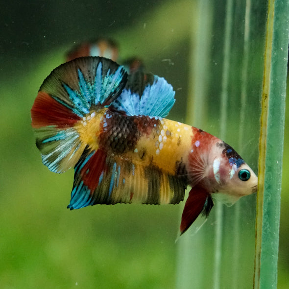Multicolor/Galaxy Koi Plakat -16 weeks Old