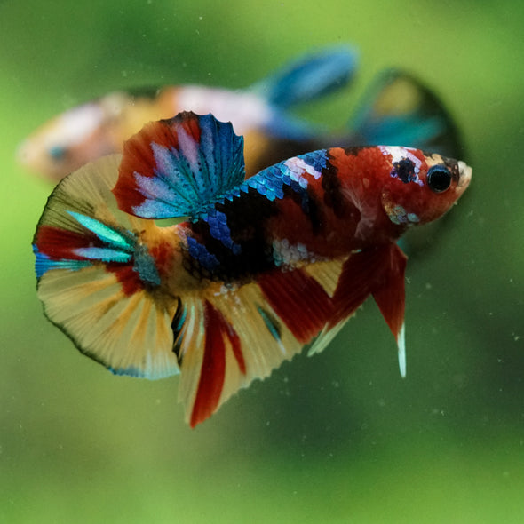 Multicolor/Galaxy Koi Plakat -10 weeks Old