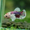 Candy Dumbo Plakat- Female- 13 Weeks Old
