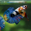 Multicolor/Galaxy Koi Plakat -16 weeks Old