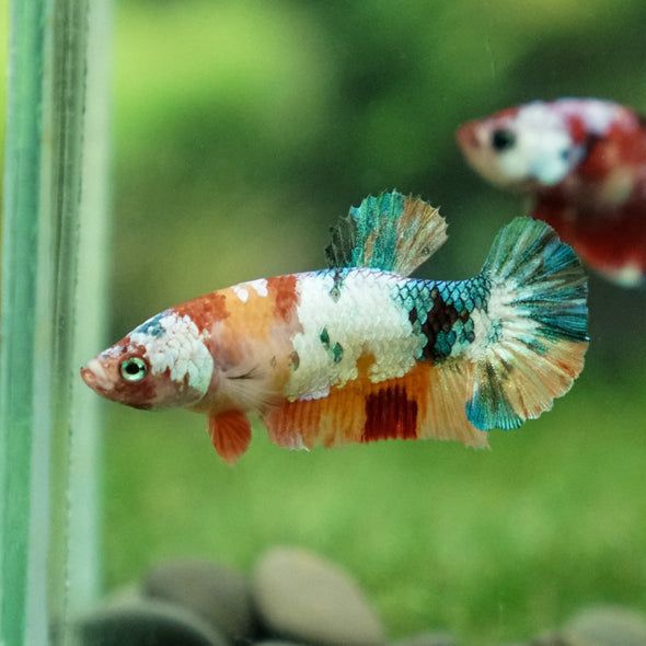 Multicolor/ Galaxy Koi Plakat- Female- 13 Weeks Old