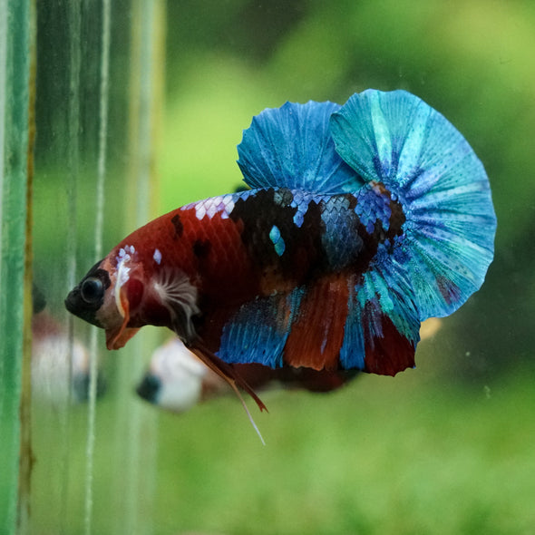 Multicolor/Galaxy Koi Plakat -16 weeks Old