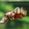 Multicolor/ Galaxy Koi Plakat - Female- 13 Weeks Old