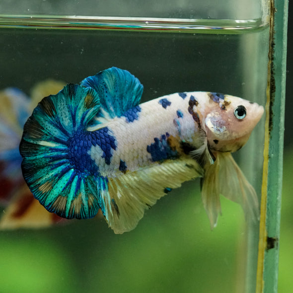 Multicolor/Galaxy Koi Plakat -16 weeks Old