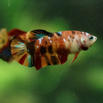 Multicolor/ Galaxy Koi Plakat- Female- 13 Weeks Old