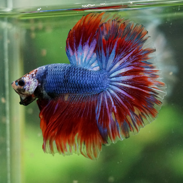 Galaxy/Candy Koi Halfmoon - 14 weeks old