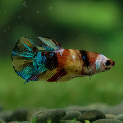 Multicolor/ Galaxy Koi Halfmoon - Female- 14 Weeks Old