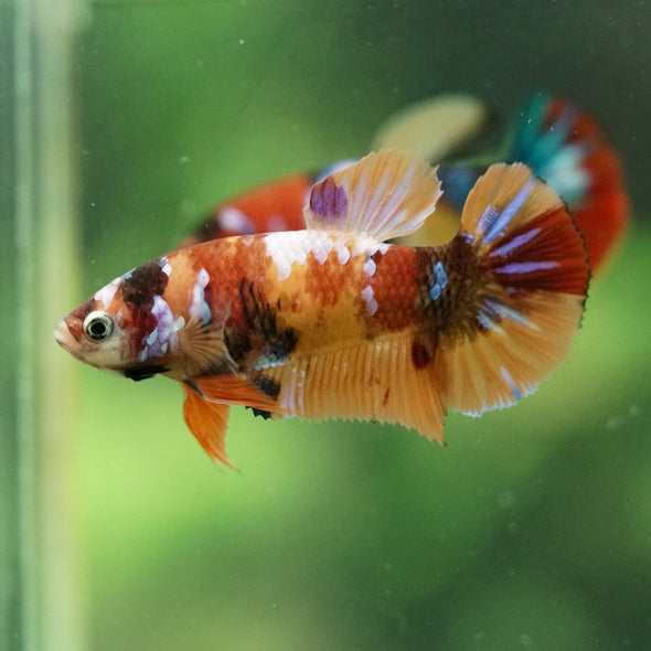 Multicolor/ Galaxy Koi Plakat- Female- 13 Weeks Old