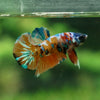 Multicolor/Galaxy Koi Plakat -13 weeks Old