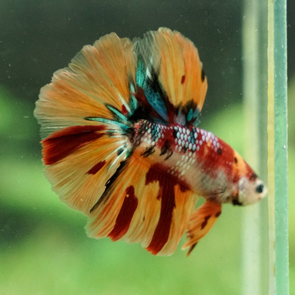 Galaxy/Candy Koi Halfmoon - 13 weeks old