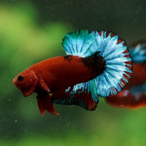 Red Fancy (Hell Boy) Plakat -13 weeks Old
