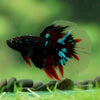 Black Base Galaxy/Candy Koi Halfmoon - 14 weeks old