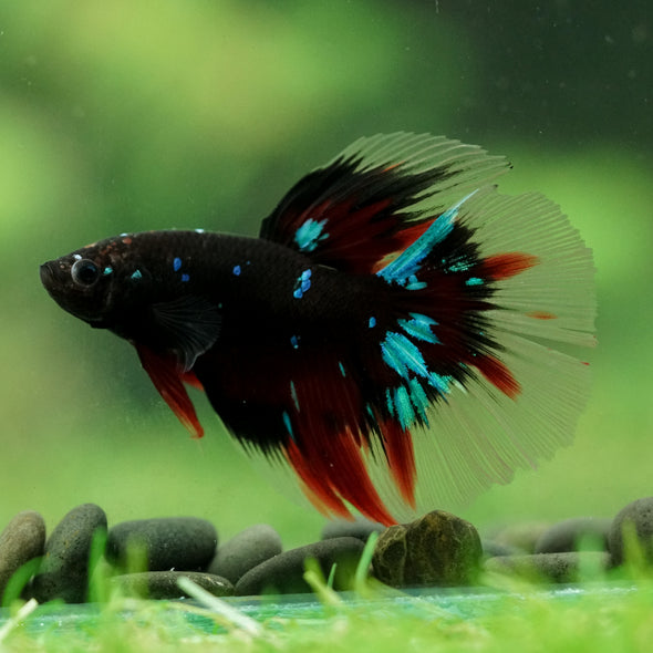 Black Base Galaxy/Candy Koi Halfmoon - 14 weeks old