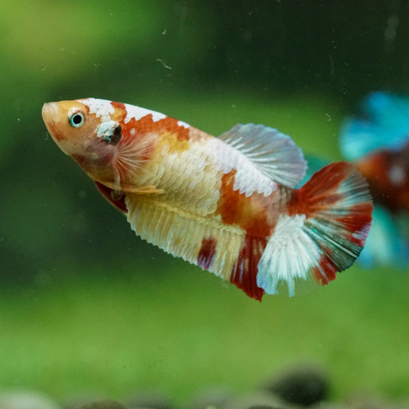 Multicolor/ Galaxy Koi Plakat- Female- 13 Weeks Old