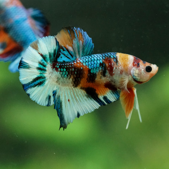 Multicolor/Galaxy Koi Plakat -16 weeks Old