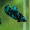 Black Galaxy Koi Plakat (Avatar) - Female- 13 Weeks Old