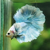Dumbo Halfmoon - 12 weeks old
