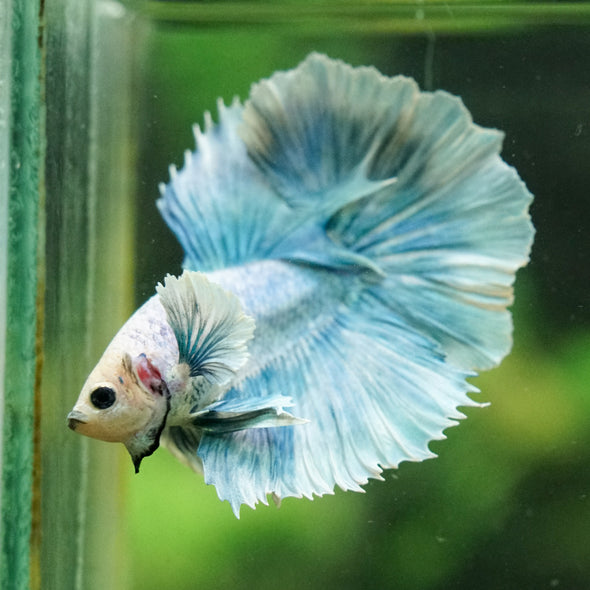 Dumbo Halfmoon - 12 weeks old