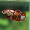 Multicolor/ Galaxy Koi Plakat- Female- 13 Weeks Old