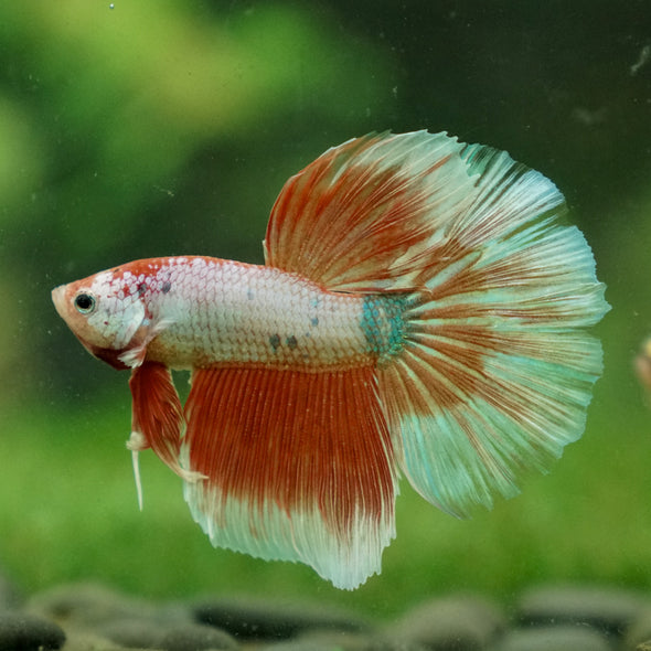 Galaxy/Candy Koi Halfmoon - 13 weeks old