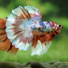 Galaxy/Candy Koi Halfmoon - 14 weeks old
