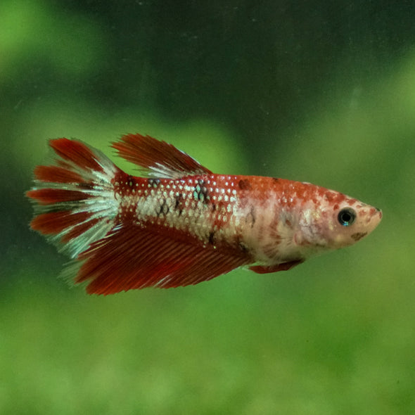 Multicolor/ Galaxy Koi Halfmoon - Female- 13 Weeks Old