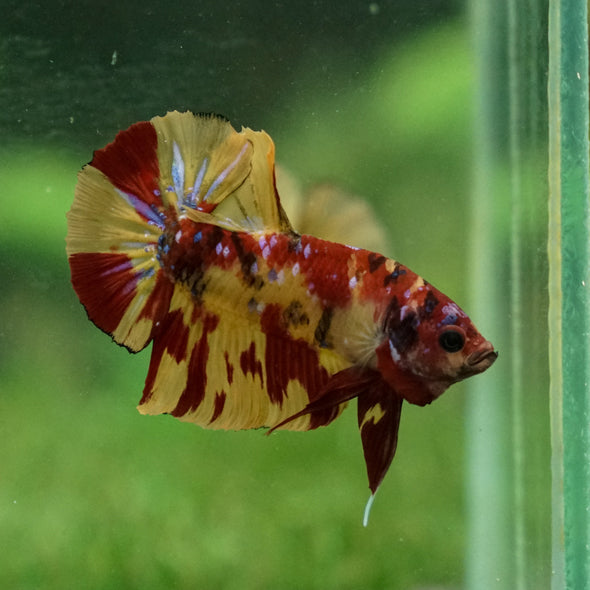 Multicolor/Galaxy Koi Plakat -13 weeks Old