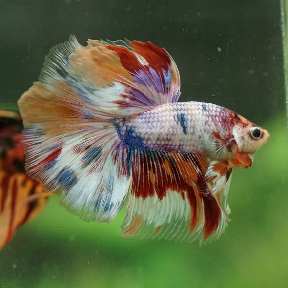 Galaxy/Candy Koi Halfmoon - 14 weeks old