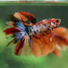 Galaxy/Candy Koi Halfmoon - 14 weeks old
