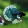 Dumbo Halfmoon - 10 weeks old