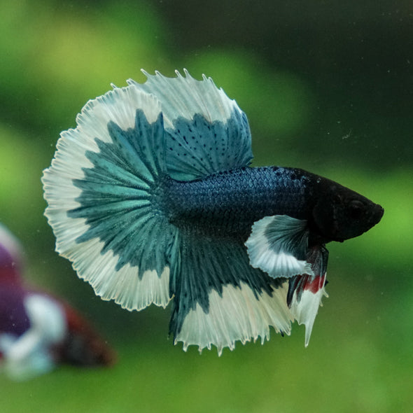 Dumbo Halfmoon - 10 weeks old