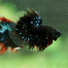 Black Base Galaxy/Candy Koi Halfmoon - 14 weeks old