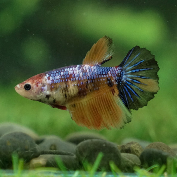 Multicolor/ Galaxy Koi Halfmoon- Female- 13 Weeks Old