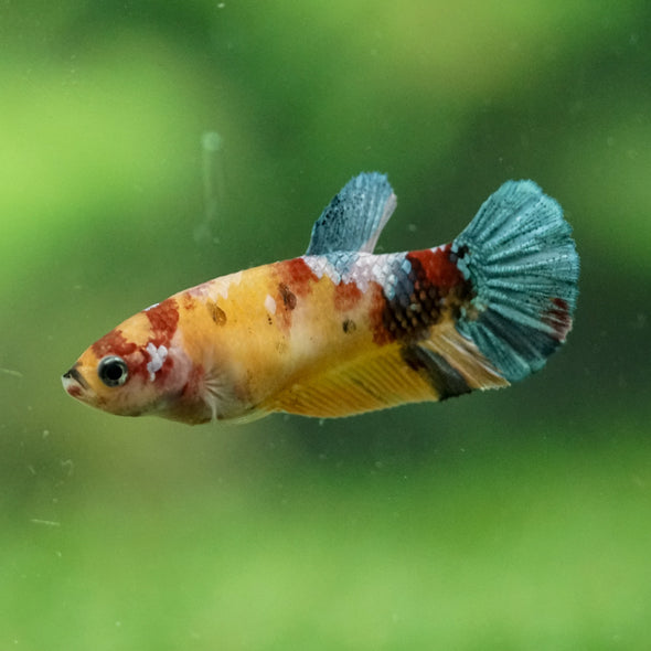Multicolor/ Galaxy Koi Plakat- Female- 13 Weeks Old