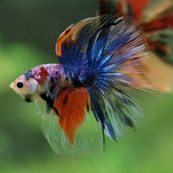 Galaxy/Candy Koi Halfmoon - 14 weeks old