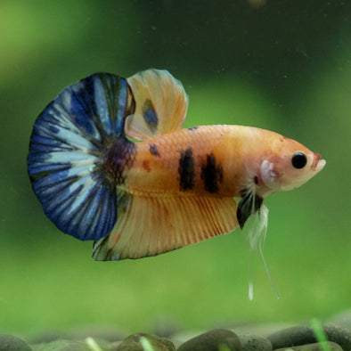 Multicolor/Galaxy Koi Plakat -11 weeks Old