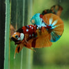 Multicolor/Galaxy Koi Plakat -16 weeks Old