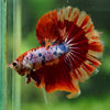 Galaxy/Candy Koi Halfmoon - 14 weeks old